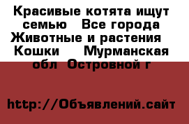 Красивые котята ищут семью - Все города Животные и растения » Кошки   . Мурманская обл.,Островной г.